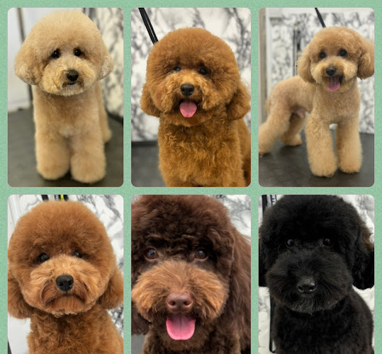 Negocio Peluquería Canina Valtercan