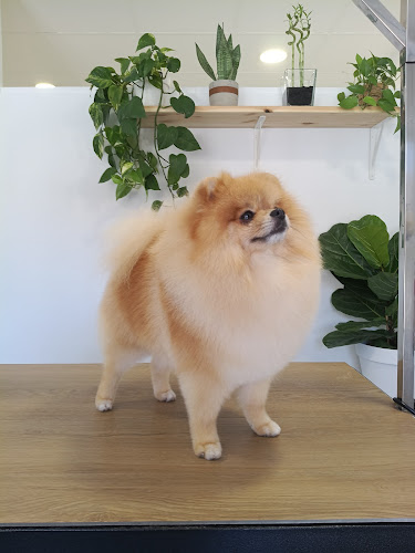 Negocio Peluquería Canina | Vanessa Tiberio