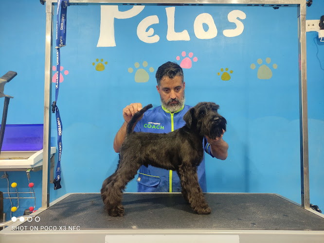 Negocio Peluqueria Canina Y Consulta Veterinaria Pelos