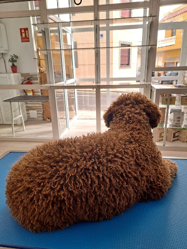 Negocio Peluquería Canina Y Felina Aguas En Calma.