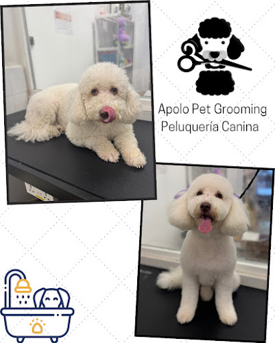 Peluquería Canina Y Felina Apolo Pet Grooming