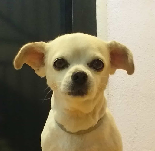 Negocio Peluquería Canina Y Felina Castelar