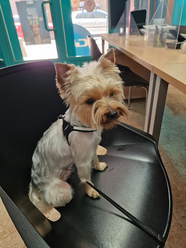 Negocio Peluqueria Canina Y Felina 