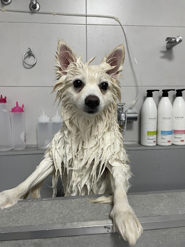 Negocio Peluquería Canina Y Felina Liliputs