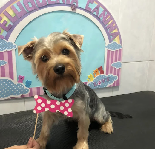 Negocio Peluquería Canina Y Felina Mestre Palau