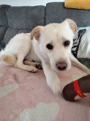 Negocio Peluquería Canina Y Felina Michican