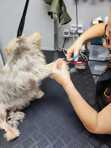 Peluquería Canina Y Felina Pelitos