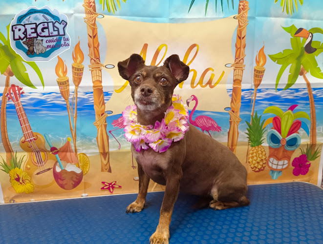 Negocio Peluquería Canina Y Felina Regly Cuido Tu Mascota