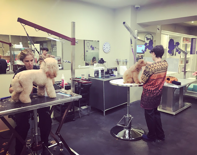 Peluquería Canina Y Spa Cancan Barcelona