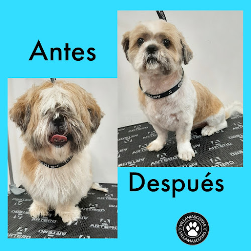 Negocio Peluquería Canina Y Tienda De Mascotas Villamascotas