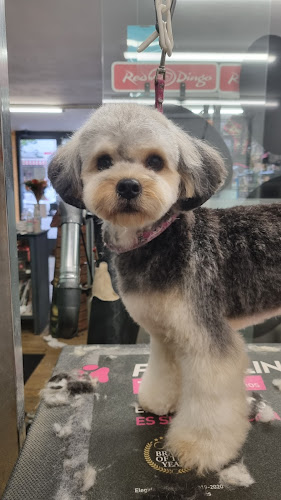 Negocio Peluquería Canina Zaunk