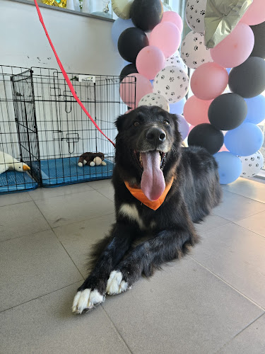 Negocio Peluquería Estilo Canino