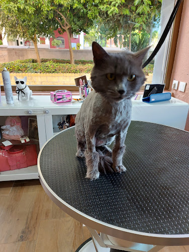Negocio Peluqueria Spa Canino Gales