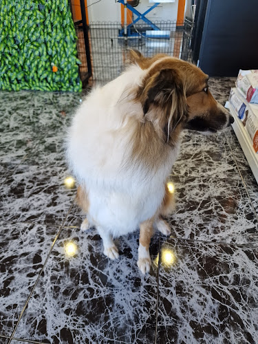 Negocio Peluqueria Y Dietetica Essential Pets