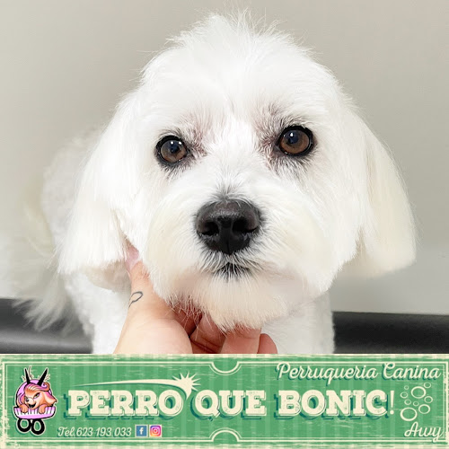 Negocio Perro Que Bonic! Perruqueria Canina Awy