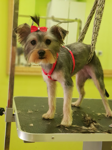 Negocio Perrucania Peluquería Canina