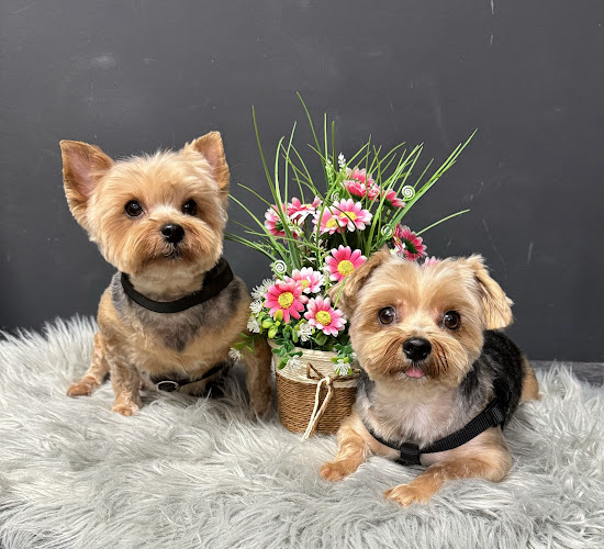 Negocio Perruqueria Canina I Felina William The Groomer