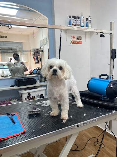 Perruquería Canina Realejo