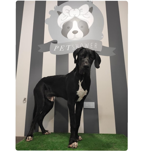 Negocio Pet Shower | Autolavado De Mascotas | Lava Tu Mismo A Tu Perro