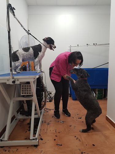 Negocio Píccolo Peluquería Canina