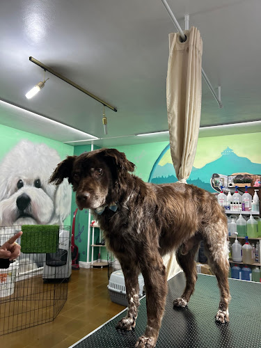 Pichichinos Peluquería Canina