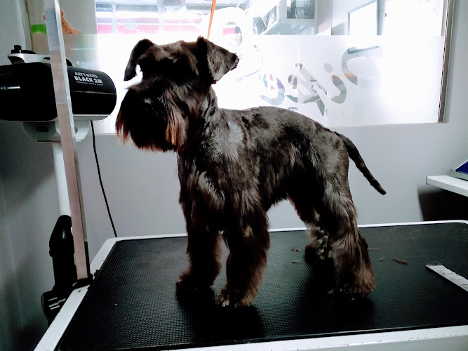 Negocio Pipe's Peluquería Canina