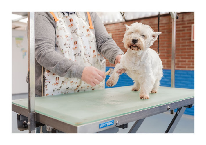 Negocio Pluto - Peluqueria Canina Y Felina