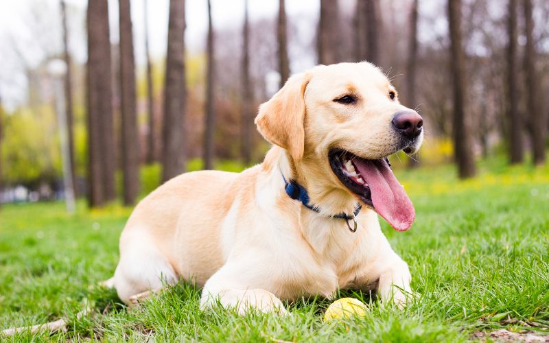 Por qué cae el pelo del perro en otoño