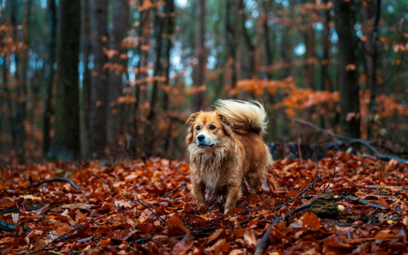 Por qué se cae el pelo del perro en otoño
