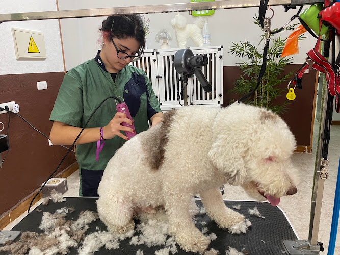 Negocio Psicocan Peluqueria & Spa