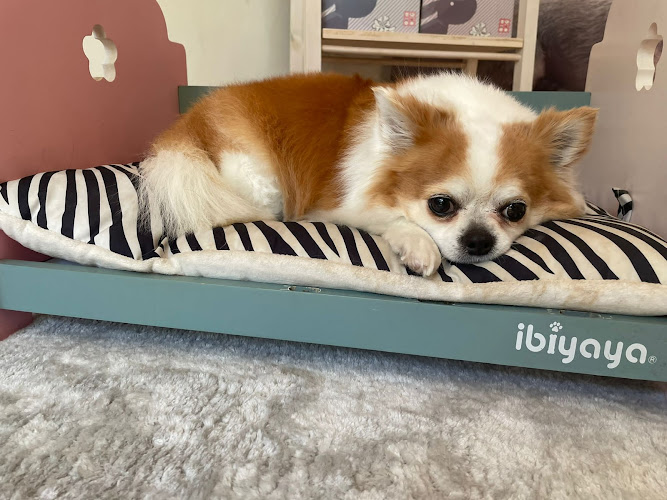 Negocio Puppystyle Peluqueria Canina