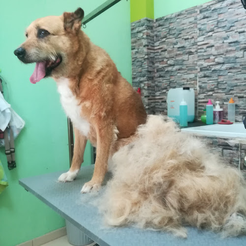 Negocio Que Guau! Peluqueria Y Estética Canina Y Felina