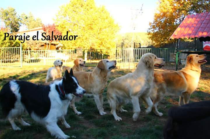 Residencia Canina Soria 
