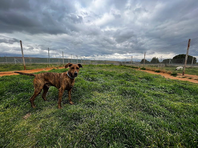 Negocio Residencia Canina Soria