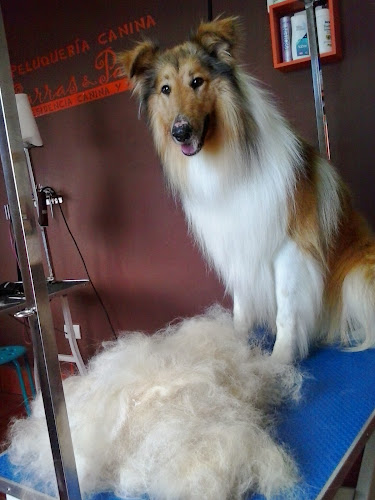 Negocio Residencia Canina Y Felina, Peluquería Canina, Garras Y Patas, Tenerife