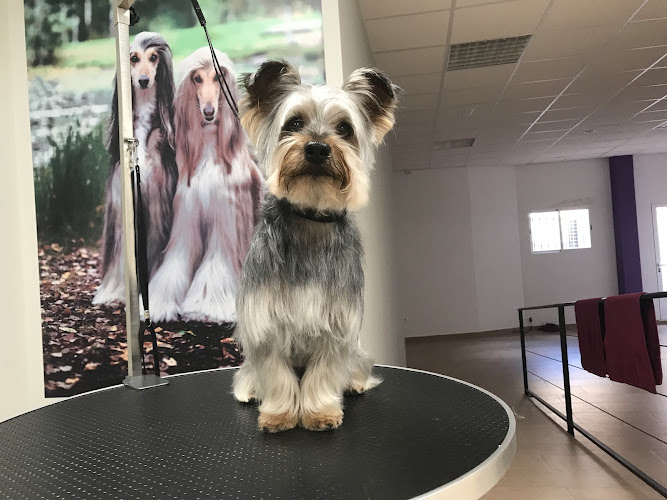 Negocio Riggsbee´s Dogs - Peluquería Canina Spa