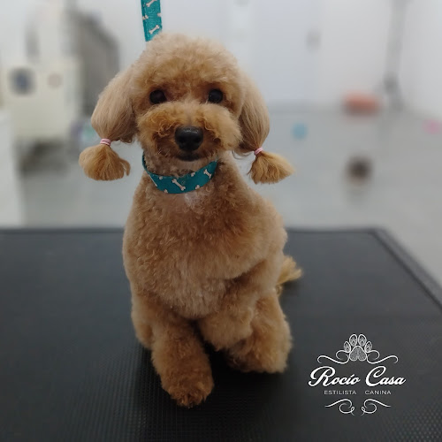 Negocio Rocío Casa Estilista Canina Academia De Peluquería Canina