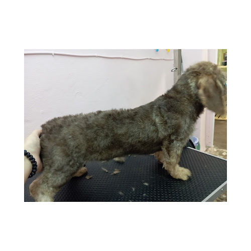 Negocio Royal Dog Peluquería Canina