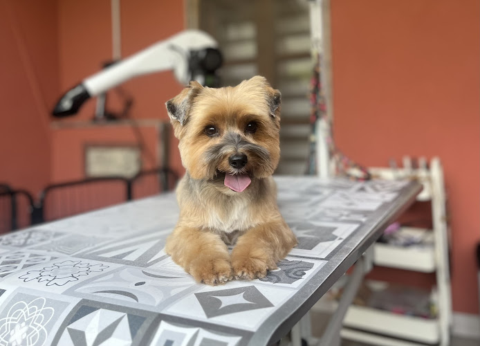 Negocio Sacha Peluquería Y Guardería Canina