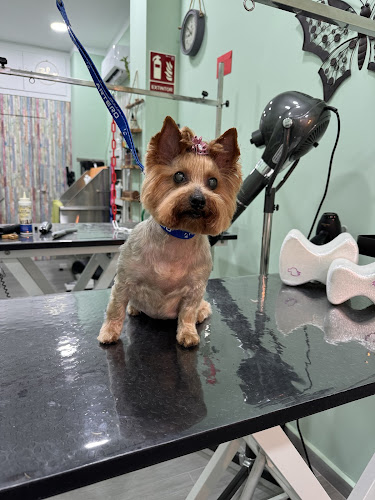 Negocio Salón De Peluquería & Bienestar Canino Rosa A.g