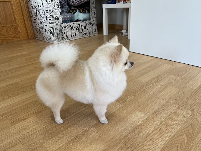 Negocio Sandog Peluqueria Canina Y Estética