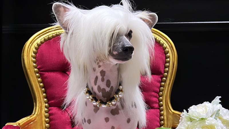 Negocio Seda Noble Estilismo Canino