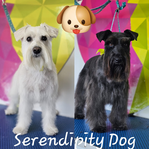 Negocio Serendipity Dog's