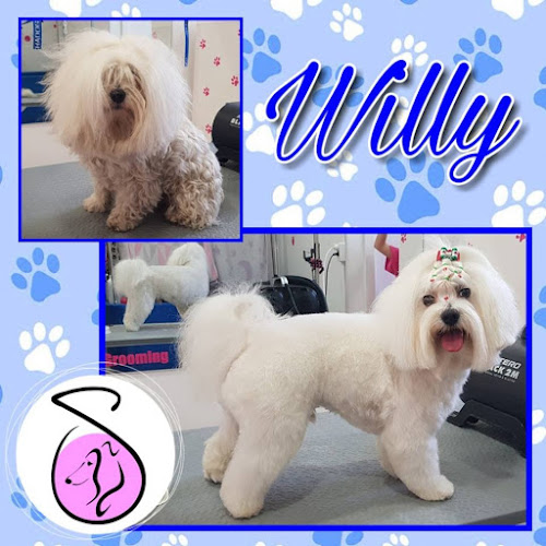 Shyba - Peluquería Canina Y Felina De Bajo Estrés