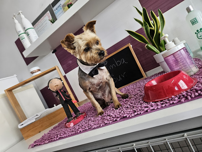 Negocio Simba Sur Tienda De Animales-Peluqueria Canina (625041432)