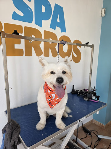 Negocio Spa Perros