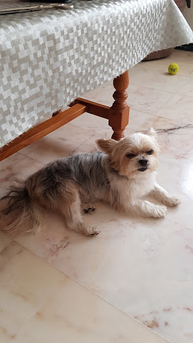 Negocio Stylecan Peluqueria Canina