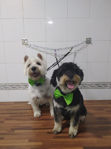 Negocio The Barber Dog Peluquería Canina