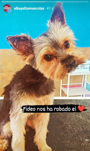 Tienda Y Peluquería Canina Alba Y Alba