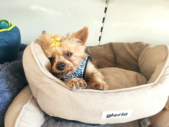 Negocio Tienda Y Peluqueria Canina Utebo